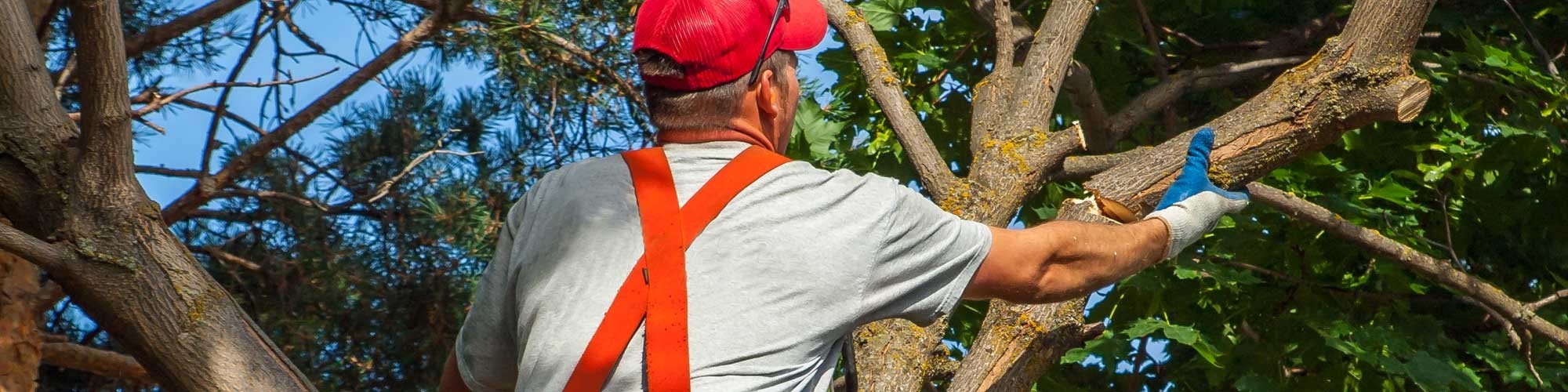 Tree Trimming Cedar Park, Texas