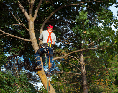 About Lakeview Tree Care