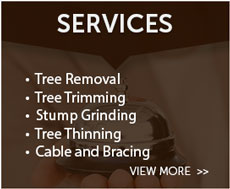 Cedar Park Tree Services